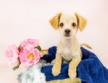 チワックス(チワワ×ダックス)【千葉県・男の子・2020年11月1日・クリーム】の写真「かわいい好奇心！」