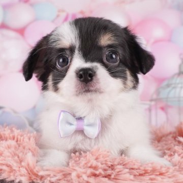 チワワ(ロング)【千葉県・男の子・2024年8月24日・ブラックタン&ホワイト】の写真「2024年ブリーダーアワード全国チワワ１位受賞🏆」