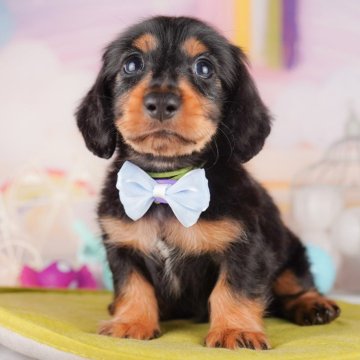 カニンヘンダックスフンド(ロング)【千葉県・男の子・2024年4月2日・ブラック&タン】の写真「とってもマイペースな男の子です彡」