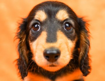 カニンヘンダックスフンド(ロング)【千葉県・男の子・2022年1月10日・ブラックイエロー】の写真「人もワンちゃんも大好き♡」