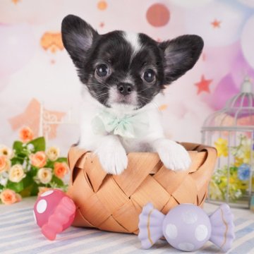 チワワ(ロング)【千葉県・男の子・2024年9月5日・ブラック&ホワイト】の写真「2024年ブリーダーアワード全国チワワ１位受賞🏆」