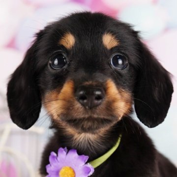 カニンヘンダックスフンド(ロング)【千葉県・女の子・2024年7月4日・ブラック&タン】の写真「総額表示！！遊ぶの大好きな可愛い女の子💕」