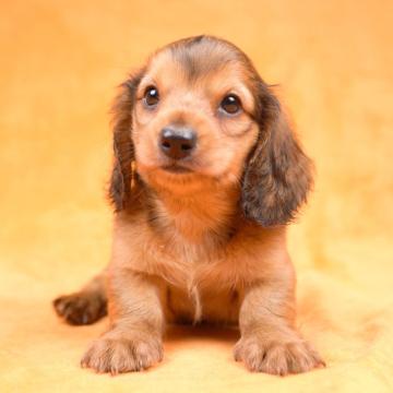 ミニチュアダックスフンド(ロング)【千葉県・男の子・2022年5月24日・レッド】の写真「困り顔がたまらない☆彡」