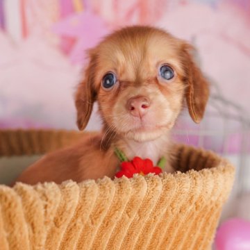 ミニチュアダックスフンド(ロング)【千葉県・女の子・2024年8月22日・イエロー】の写真「総額表示！！当日見学OK✨」