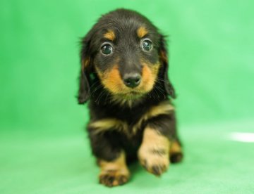 カニンヘンダックスフンド(ロング)【千葉県・女の子・2021年12月10日・ブラックタン】の写真「PRA発症しません！(父クリア)」