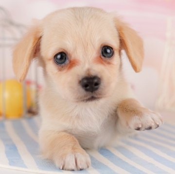 チワックス(チワワ×ダックスフンド)【千葉県・男の子・2023年12月19日・イエロー】の写真「ちょこちょこ歩きがたまらない☆彡」