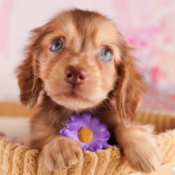 ミニチュアダックスフンド(ロング)【千葉県・男の子・2024年8月22日・イエロー】の写真「2024年千葉犬全犬種2位受賞🏆」