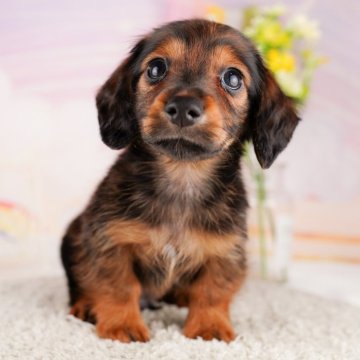 カニンヘンダックスフンド(ロング)【千葉県・男の子・2023年12月19日・シェーデッドレッド】の写真「まんまるうるうるおめめの男の子☆彡」