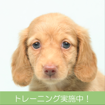 ミニチュアダックスフンド(ロング)【千葉県・女の子・2022年8月9日・イエロー】の写真「少しおっとりしているが、トレーニングのやる気MAX」