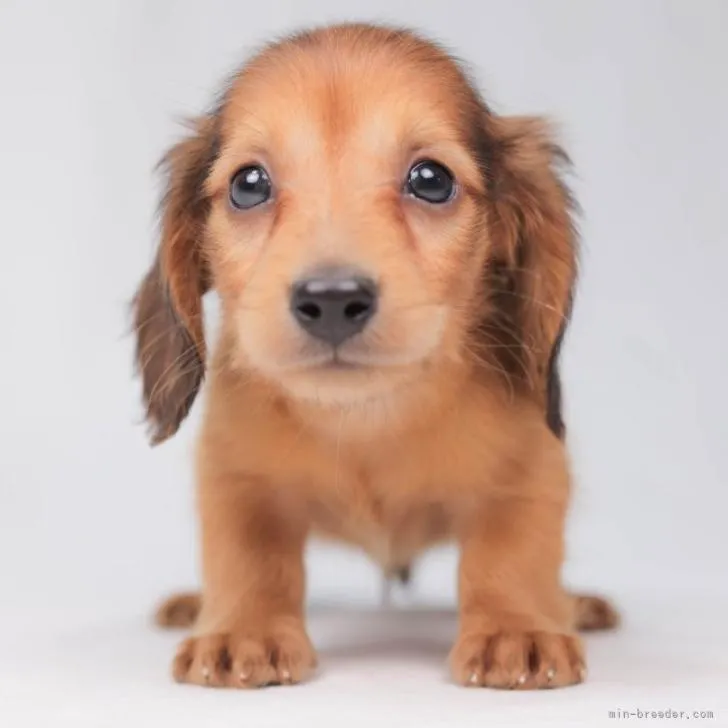 ID：2210-01266の子犬