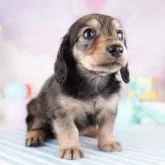 カニンヘンダックスフンド(ロング)【千葉県・女の子・2023年10月14日・シェーデッドイエロー】の写真2「11/20撮影（生後37日）」