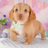 カニンヘンダックスフンド(ロング)【千葉県・男の子・2024年6月17日・イエロー】の写真2「（生後45日目）」