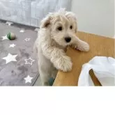 ポメプー(ポメラニアン×トイプードル)【福岡県・男の子・2025年7月31日・クリーム系】の写真14