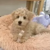 ポメプー(ポメラニアン×トイプードル)【福岡県・男の子・2025年7月31日・クリーム系】の写真5