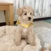 ポメプー(ポメラニアン×トイプードル)【福岡県・男の子・2025年7月31日・クリーム系】の写真11