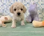 チワペキプー【福岡県・男の子・2025年9月14日・クリーム】の写真12