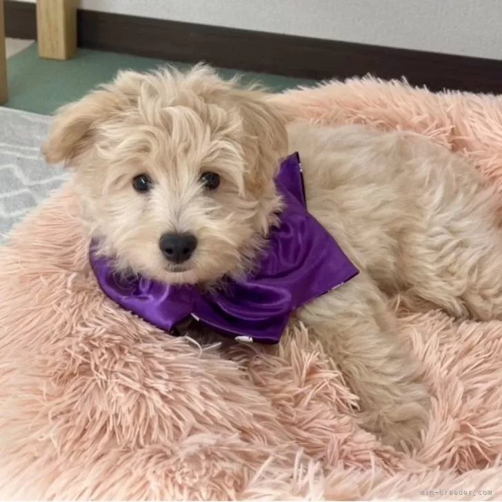 ポメプー(ポメラニアン×トイプードル)【福岡県・男の子・2025年7月31日・クリーム系】の写真1