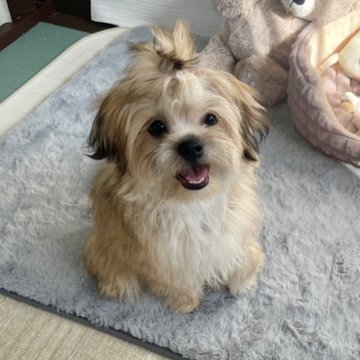 ポメチワーズ【福岡県・男の子・2025年5月11日・セーブル】の写真「ポメチワーズ　長男君です（＾ω＾）」