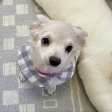 チワプー【福岡県・男の子・2025年8月6日・クリーム系】の写真「チワプー次男君です(*^_^*)」