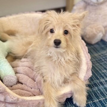 ポメプー(ポメラニアン×トイプードル)【福岡県・女の子・2025年7月31日・クリーム系】の写真「ポメプー長女ちゃんです(*^_^*)」