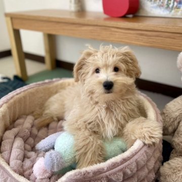 ポメプー(ポメラニアン×トイプードル)【福岡県・男の子・2025年7月31日・クリーム系】の写真「ポメプー三男君です(*´-`)」