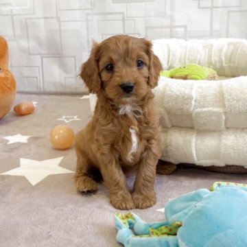 キャバプー(キャバリア×トイプードル)【福岡県・女の子・2025年11月22日・レッド&ホワイト】の写真「キャバプー次女ちゃん(*´꒳`*)母犬モカ」