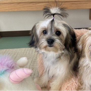 ポメチワーズ【福岡県・男の子・2025年5月11日・アッシュ系】の写真「ポメチワーズ　次男君です(*ﾟ∀ﾟ*)」