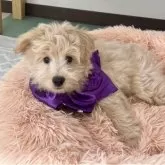 ポメプー(ポメラニアン×トイプードル)【福岡県・男の子・2025年7月31日・クリーム系】の写真1