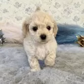 チワペキプー【福岡県・男の子・2025年9月14日・クリーム】の写真1