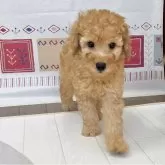 ミニチュアプードル