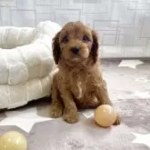 キャバプー(キャバリア×トイプードル)【福岡県・女の子・2025年11月22日・レッド&ホワイト】の写真4