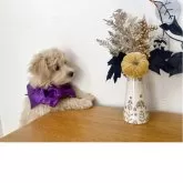 ポメプー(ポメラニアン×トイプードル)【福岡県・男の子・2025年7月31日・クリーム系】の写真3