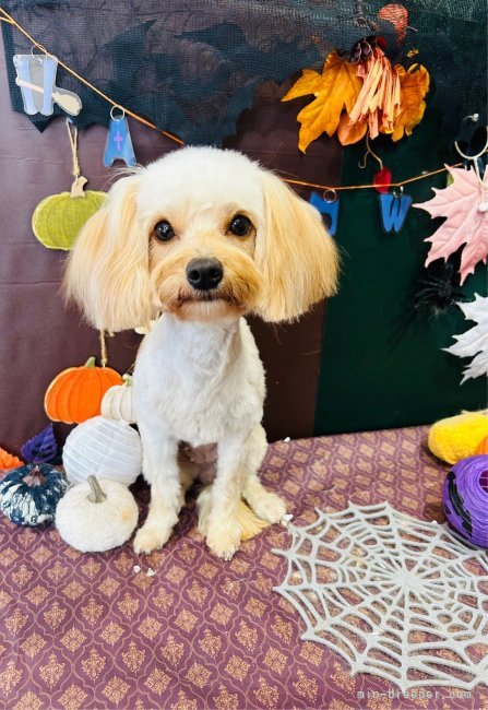 チワプー【・女の子・2022年5月13日・クリーム】