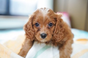 キャバプー【福岡県・男の子・2021年11月12日・レッド系】の写真「*･゜ﾟ*｡.キャバプーの男の子です･*:.｡.」