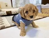 キャバプー(トイプードル×キャバリア)【福岡県・女の子・2024年7月26日・レッド&ホワイト】の写真3