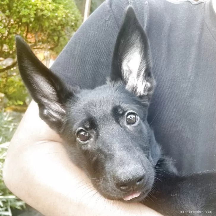 Y.S 様のお迎えした子犬