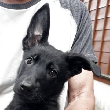 ジャーマン・シェパード・ドッグ【秋田県・女の子・2025年6月14日・ブラック】の写真「母犬、父犬共にドイツ輸入犬」