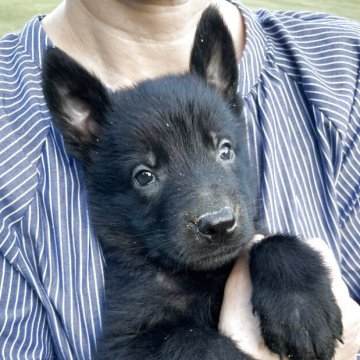 ジャーマン・シェパード・ドッグ【秋田県・男の子・2025年6月14日・ブラック】の写真「母犬、父犬共にドイツ輸入犬」