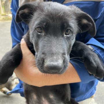 ジャーマン・シェパード・ドッグ【秋田県・女の子・2024年8月11日・ブラック】の写真「母犬、父犬共にドイツ輸入犬
IGP系統」