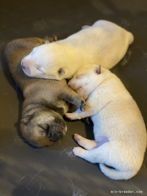 堀　珠希(ほり　たまき)ブリーダー(北海道・柴犬など・JKC登録)の紹介写真3