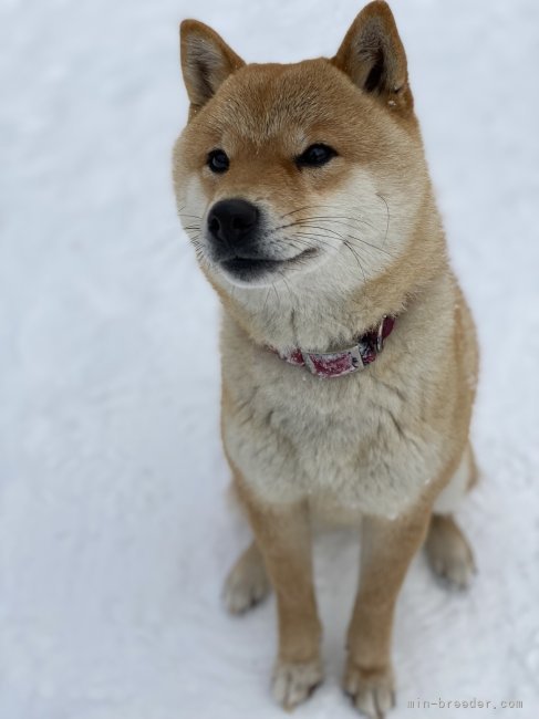 堀　珠希(ほり　たまき)ブリーダー(北海道・柴犬など・JKC登録)の紹介写真5