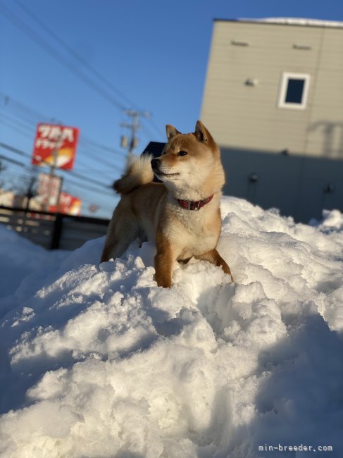 堀　珠希(ほり　たまき)ブリーダー(北海道・柴犬など・JKC登録)の紹介写真6