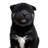 柴犬(標準サイズ)【北海道・男の子・2025年10月4日・黒】の写真10