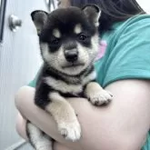 豆柴【北海道・女の子・2025年5月4日・黒】の写真13