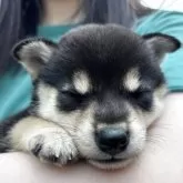 豆柴【北海道・女の子・2025年5月4日・黒】の写真15