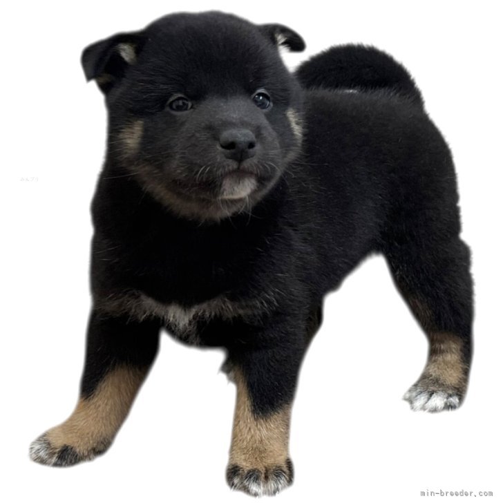 ブリーダー画像