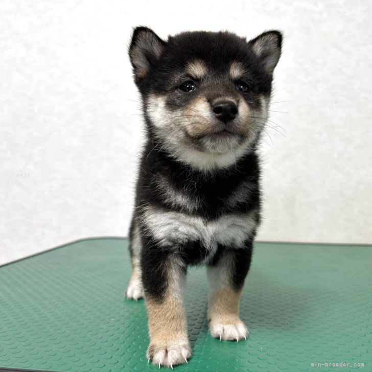 ブリーダー画像