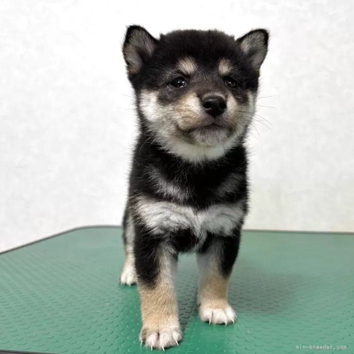 豆柴【北海道・男の子・2025年10月5日・黒】の写真1