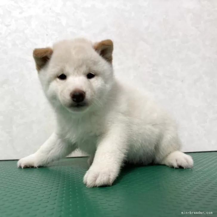 豆柴【北海道・男の子・2025年10月5日・白】の写真1