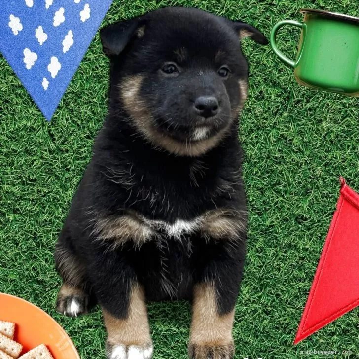 柴犬(標準サイズ)【北海道・女の子・2025年10月4日・黒】の写真1